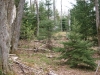 Forest near Sunshine Pond